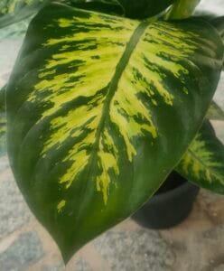 Dettaglio ravvicinato di una foglia di Dieffenbachia con pattern verde scuro e giallo brillante.
