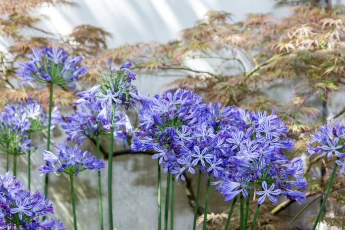 agapanthus-600302 tanti fiori di agapantus blu
