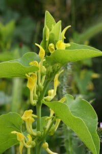 Fiori gialli di Aristolochia Clematitis