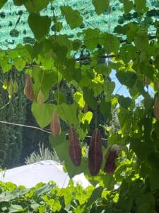 Pianta di Aristolochia gigantea in fiore con più fiori che pendono da un pergolato in una giornata di sole