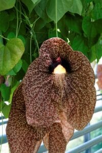 Aristolochia gigantea fiore gigante rosa e venature porpora