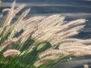 Spighe piumose di Pennisetum alopecuroides illuminate dalla luce dorata del tramonto in un giardino autunnale.