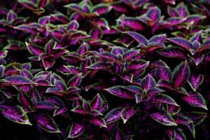 primo piano di Pianta di coleus viola,rosa e verde