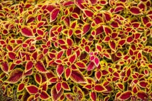 Coleus rosso e giallo