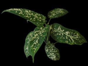 Pianta di dieffenbachia su sfondo nero