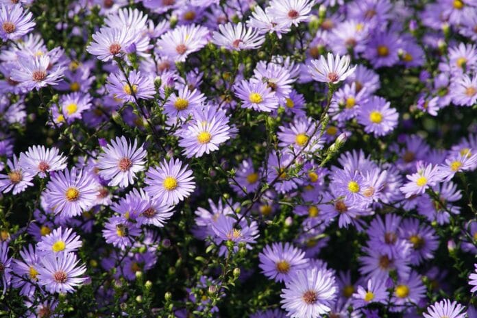 Aster (Astri settembrini)