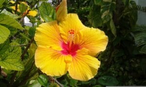 Fiore giallo con interno rosa di hibiscus