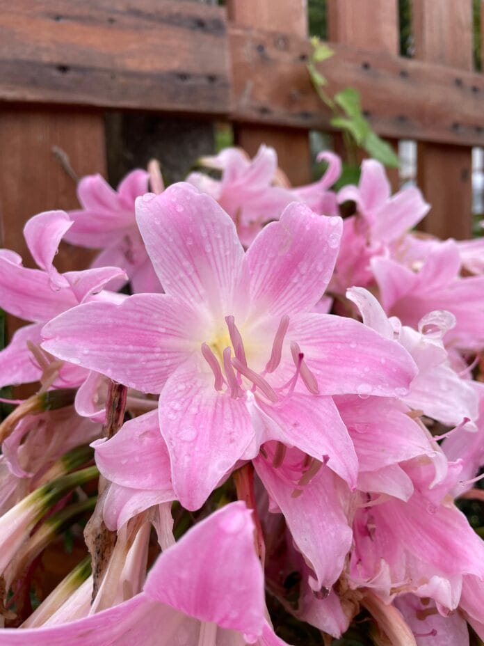 giglio-belladonna-fiore-settembre Giglio belladonna in fiore con gocce d'acqua