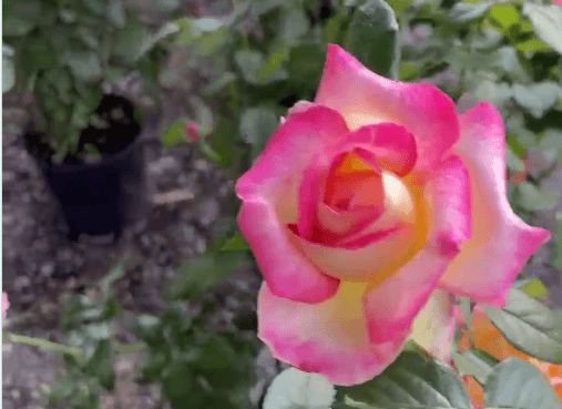 rosa-murabilia-2025 Primo piano di una rosa bicolore rosa e gialla in esposizione a Murabilia 2025.