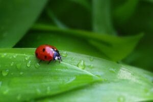 Una coccinella, predatore naturale della cocciniglia, su una foglia verde.