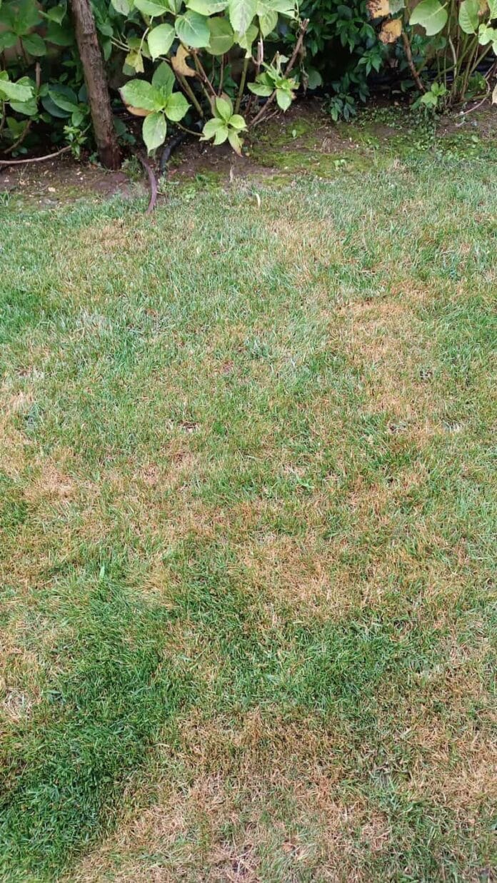 macchie-gialle-sul-prato Macchie gialle sul prato irregolari, sintomo di una malattia fungina o stress.