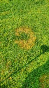 Macchia gialla a forma di anello su un prato, sintomo di una malattia fungina.