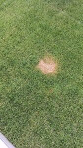 Chiazza circolare gialla su prato, tipico danno da urina di animale domestico.