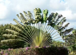 Ravenala madagascariensis (Albero del Viaggiatore) adulta con enormi foglie disposte a ventaglio verticale.