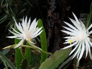 Fiore bianco notturno di Epiphyllum oxypetalum (Regina della Notte) in piena fioritura.