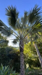 Palma Latania lontaroides chioma a ventaglio grigio-blu Orto Botanico Valencia, pianta tropicale esotica.
