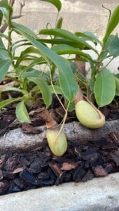 Primo piano Nepenthes brocche verdi pianta carnivora Orto Botanico Valencia, coltivazione su pacciamatura legno.