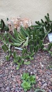 Orbea variegata Stapelia Haworthia Orto Botanico Valencia, piante succulente per giardino roccioso asciutto.