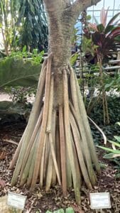 Radici a trampolo tronco Pandanus Orto Botanico Valencia, pianta tropicale gigante e morfologia aerea.