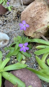 Primo piano Pinguicula agnata x zecheri fiore viola Orto Botanico Valencia, pianta carnivora coltivazione ghiaia.