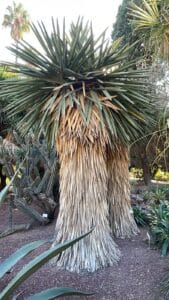 Albero Yucca fusto spesso foglie secche Orto Botanico Valencia, pianta xerofita monumentale.
