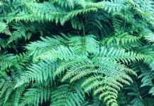 Progettare un giardino preistorico: rigogliose felci in un angolo d'ombra