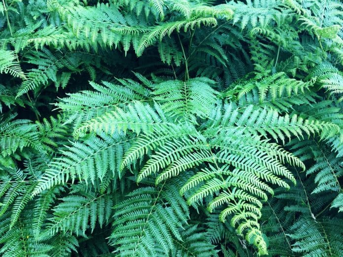 bocciolo-koru-felce-arborea-nuova-foglia Progettare un giardino preistorico: rigogliose felci in un angolo d'ombra