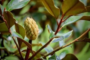 Bocciolo chiuso di Magnolia Grandiflora circondato da foglie verdi lucide e coriacee.