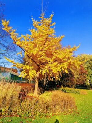 ginkgo-biloba-albero-intero-autunno-giardino-italiano Maestoso albero di Ginkgo biloba in pieno foliage autunnale, con chioma completamente giallo oro e cielo blu limpido, in un giardino italiano.