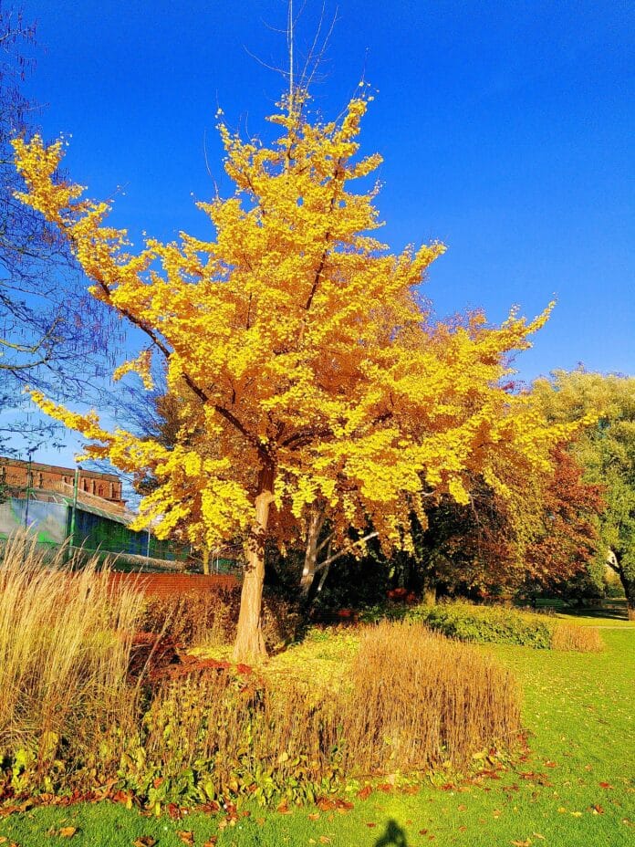 ginkgo-biloba-albero-intero-autunno-giardino-italiano Maestoso albero di Ginkgo biloba in pieno foliage autunnale, con chioma completamente giallo oro e cielo blu limpido, in un giardino italiano.