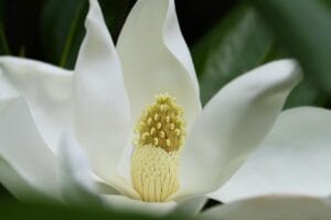 Primo piano macro di un fiore bianco di Magnolia Grandiflora che mostra i tepali e la struttura riproduttiva centrale.