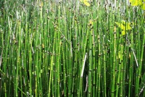 equisetum-hyemale-pianta-preistorica-laghetto Fusti verdi segmentati di Equisetum hyemale che crescono fitti vicino a una zona umida.